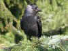 corvus_monedula_dohle_wildvogelhilfe-owl.jpg